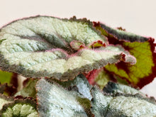 Load image into Gallery viewer, Escargots Rex Begonias