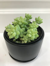 Load image into Gallery viewer, Donkey’s Tail (Sedum Morganianum)