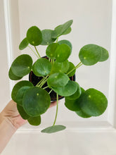 Load image into Gallery viewer, Chinese Money Plant (Pilea Peperomioides)