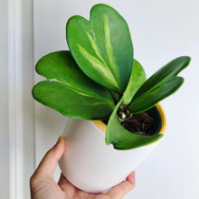 Load image into Gallery viewer, Hoya Kerrii Reverse Variegated