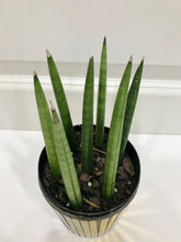 Load image into Gallery viewer, African Spears (Sansevieria cylindrica)