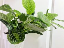 Load image into Gallery viewer, Lemon Lime Prayer Plant (Maranta Leuconeura)