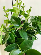 Load image into Gallery viewer, Mona Lisa's Lipstick Plant (Aeschynanthus Lobbianus)