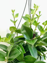 Load image into Gallery viewer, Mona Lisa's Lipstick Plant (Aeschynanthus Lobbianus)