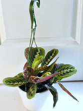 Load image into Gallery viewer, Red Prayer Plant (Maranta Leuconeura)