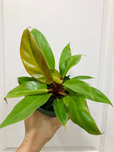 Load image into Gallery viewer, Philodendron Prince of Orange