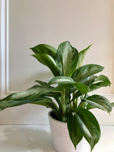 Load image into Gallery viewer, Silver Bay Chinese Evergreen (Aglaonema)