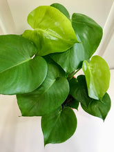 Load image into Gallery viewer, Monstera Deliciosa