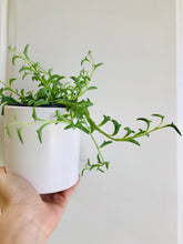 Load image into Gallery viewer, String of Dolphins (Senecio Hippogriff)