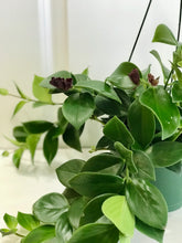 Load image into Gallery viewer, Mona Lisa's Lipstick Plant (Aeschynanthus Lobbianus)