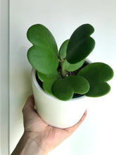Load image into Gallery viewer, Classic Sweetheart Hoya (Hoya Kerrii)