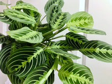 Load image into Gallery viewer, Lemon Lime Prayer Plant (Maranta Leuconeura)