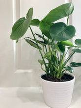 Load image into Gallery viewer, Monstera Deliciosa