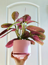 Load image into Gallery viewer, Red Prayer Plant (Maranta Leuconeura)