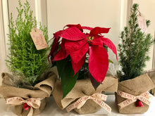 Load image into Gallery viewer, Christmas Poinsettias