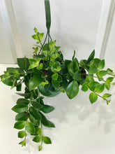 Load image into Gallery viewer, Mona Lisa's Lipstick Plant (Aeschynanthus Lobbianus)