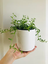 Load image into Gallery viewer, String of Dolphins (Senecio Hippogriff)