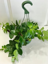 Load image into Gallery viewer, Mona Lisa's Lipstick Plant (Aeschynanthus Lobbianus)