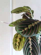 Load image into Gallery viewer, Red Prayer Plant (Maranta Leuconeura)