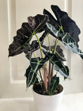 Load image into Gallery viewer, Amazon Taro (Alocasia Polly)
