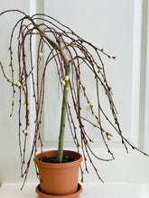 Load image into Gallery viewer, The Tree of Enchantment