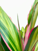 Load image into Gallery viewer, Kiwi Hawaiian Ti Plant (Cordyline fruticosa)