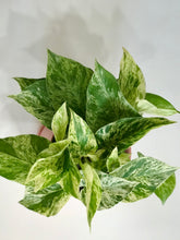 Load image into Gallery viewer, Marble Queen Pothos (Epipremnum aureum)