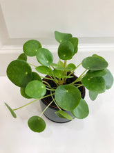 Load image into Gallery viewer, Chinese Money Plant (Pilea Peperomioides)