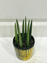Load image into Gallery viewer, African Spears (Sansevieria cylindrica)