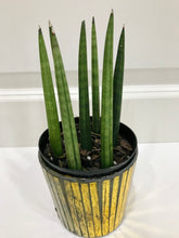 Load image into Gallery viewer, African Spears (Sansevieria cylindrica)