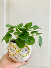 Load image into Gallery viewer, Chinese Money Plant (Pilea Peperomioides)
