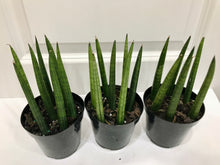 Load image into Gallery viewer, African Spears (Sansevieria cylindrica)