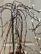 Load image into Gallery viewer, The Tree of Enchantment