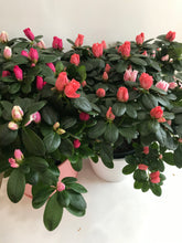Load image into Gallery viewer, Florist Azaleas (Rhododendron simsii )
