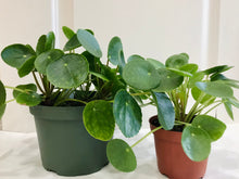 Load image into Gallery viewer, Chinese Money Plant (Pilea Peperomioides)