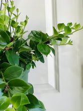 Load image into Gallery viewer, Mona Lisa's Lipstick Plant (Aeschynanthus Lobbianus)