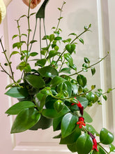 Load image into Gallery viewer, Mona Lisa's Lipstick Plant (Aeschynanthus Lobbianus)