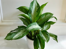 Load image into Gallery viewer, Silver Bay Chinese Evergreen (Aglaonema)