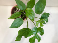 Load image into Gallery viewer, Monstera Ginny (Rhaphidophora Tetrasperma)