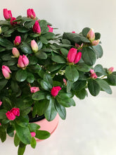 Load image into Gallery viewer, Florist Azaleas (Rhododendron simsii )