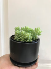 Load image into Gallery viewer, Donkey’s Tail (Sedum Morganianum)