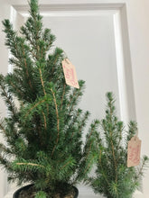 Load image into Gallery viewer, Dwarf Alberta Spruce