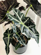 Load image into Gallery viewer, Amazon Taro (Alocasia Polly)