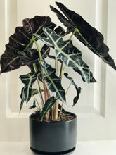 Load image into Gallery viewer, Amazon Taro (Alocasia Polly)