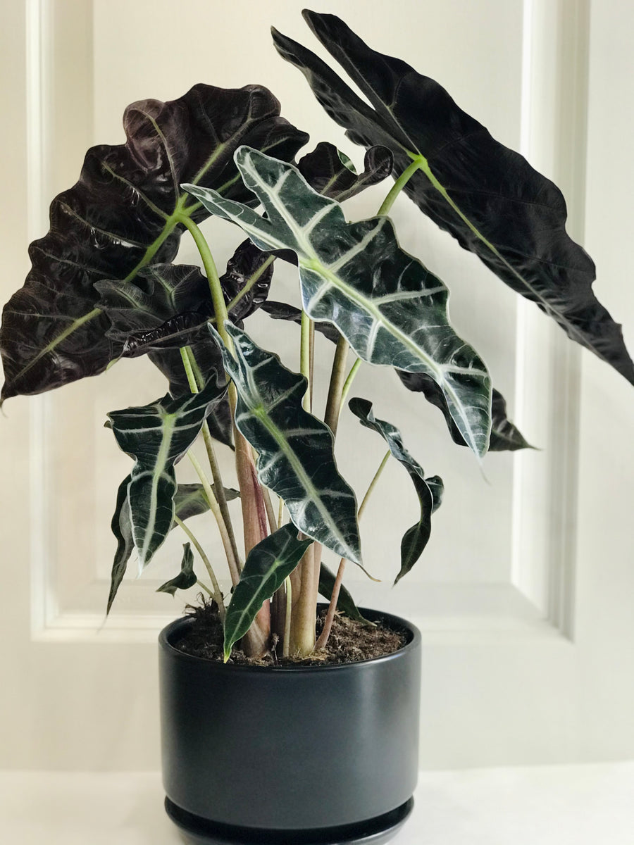 Amazon Taro (Alocasia Polly) – Happy Sunrize