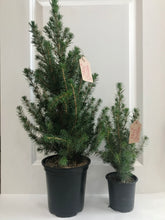 Load image into Gallery viewer, Dwarf Alberta Spruce