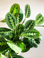 Load image into Gallery viewer, Lemon Lime Prayer Plant (Maranta Leuconeura)