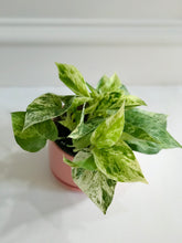 Load image into Gallery viewer, Marble Queen Pothos (Epipremnum aureum)