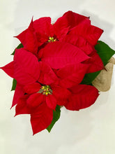 Load image into Gallery viewer, Christmas Poinsettias