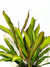 Load image into Gallery viewer, Kiwi Hawaiian Ti Plant (Cordyline fruticosa)